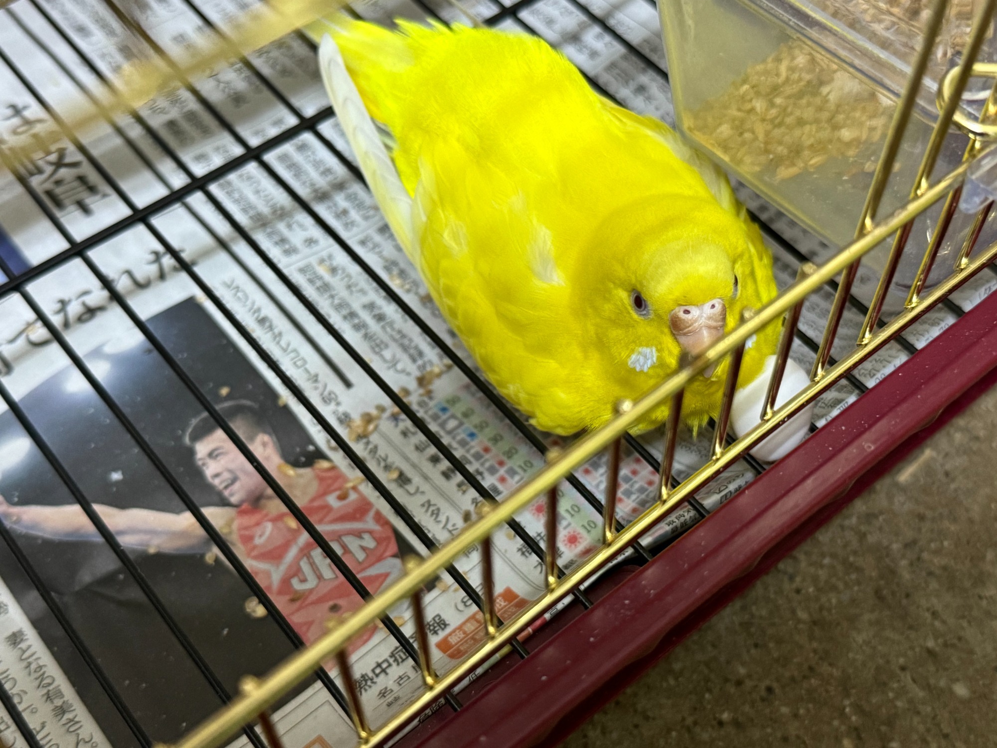 セキセインコ